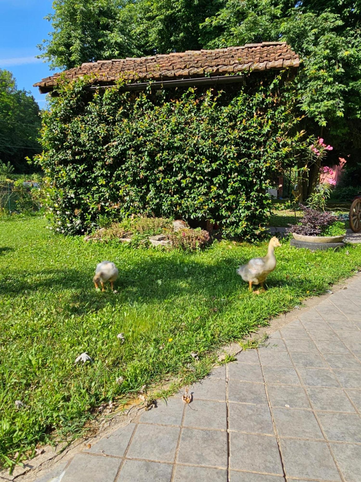 Agriturismo La.Ti.Mi.Da. Cassine Luaran gambar